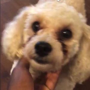 Meet your Posher, Terry